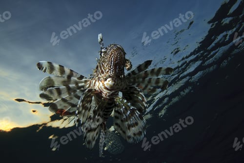 Preview: Lionfish Hunting Over A Tropical Coral Reef
