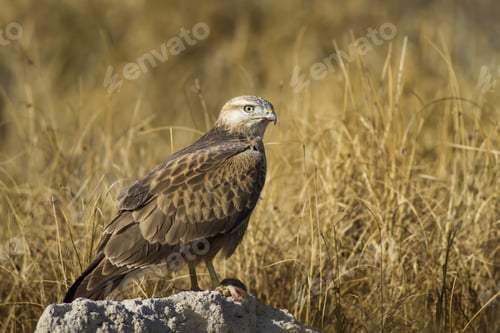 Preview: Bird Of Prey And Its Hunt. Yellow Nature Background. Bird: Long Legged Buzzard. Buteo Rufinus