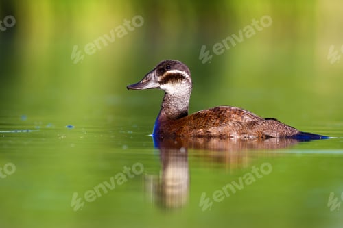 Preview: Swimming Duck. Green Lake Nature Background. Bird: White Headed Duck. Oxyura Leucocephala.