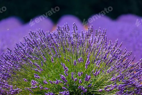 Preview: Lavender (Lavandin) Plant Fields In Valensole Plateau Of The Alps In Haute Provence Region Of