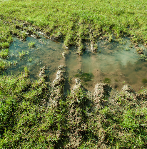 Preview: Puddle Of Water In A Field.