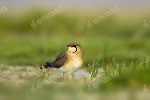 Preview: Cute Bird. Collared Pratincole. Glareola Pratincola. Green Yellow Nature Background.