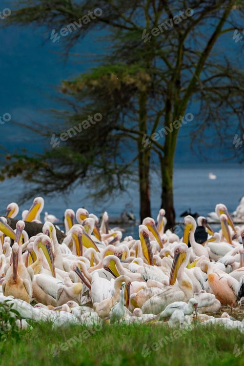 Preview: Great White Pelicans In Lake Nakuru National Park - Kenya, Africa.