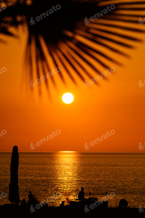 Preview: Silhouette Of Sabal Palmetto Leaves Against Sunset Sky