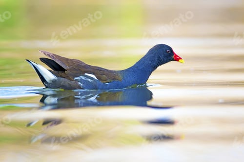 Preview: Nature And Bird. Cute Colorful Water Bird. Lake Habitat And Green Nature Background. Bird: Common