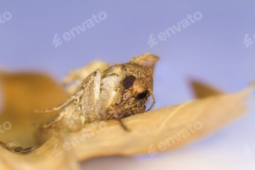 Preview: Moth Mocro Photo. Yellow Brown Natural Background.