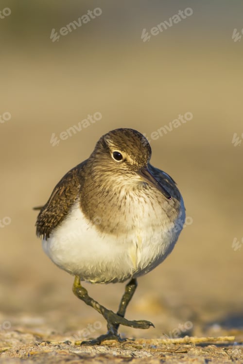 Preview: Cute Water Bird Sandpiper. Brown Nature Background. Bird: Common Sandpiper. Actitis Hypoleucos