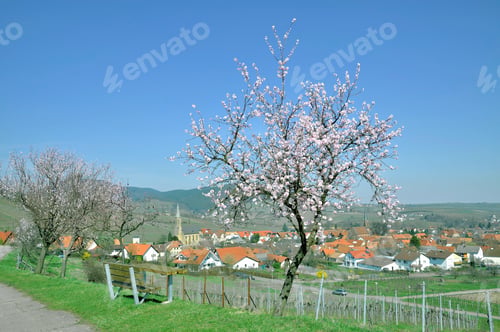 Preview: Almond Blossom In Palatinate,Germany