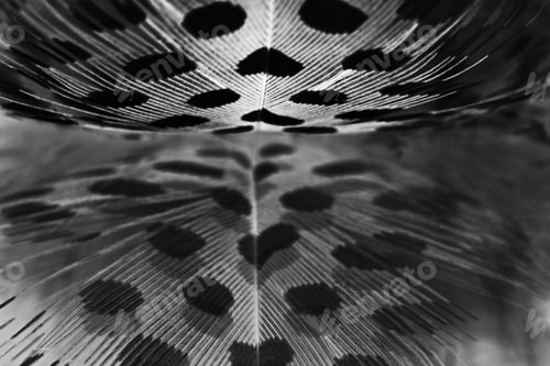 Preview: Guinea Hen Feather With Light Grey Background