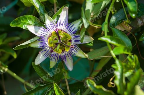 Preview: Passion Flower Passiflora Caerulea Passionflower Against Green Garden Background