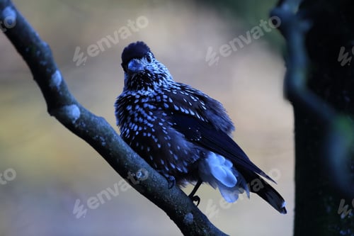Preview: Spotted Nutcracker, Eurasian Nutcracker Black Forest Germany