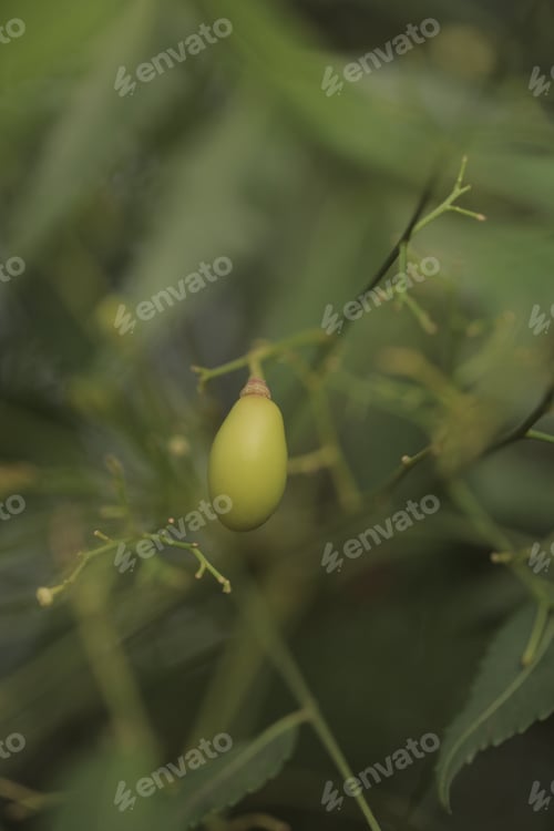 Preview: Natural Medicine Detail - Vertical Photography - Close Up Of A Medicinal Tree Fruit - Growing