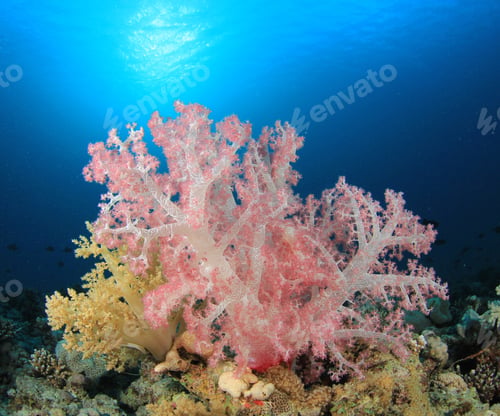 Preview: Underwater Scene With Beautiful Soft Corals