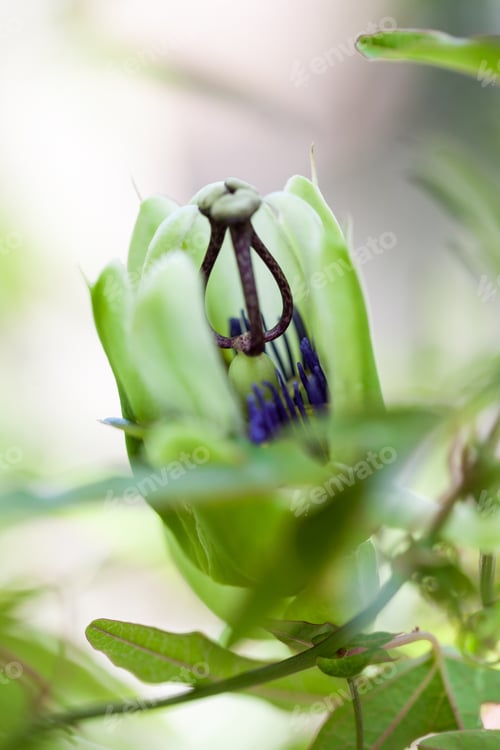 Preview: Passion Flower (Passiflora Incarnata) With Details