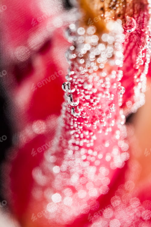 Preview: Abstract Underwater Composition With Blurry Orchid Petals, Bubbles And Light