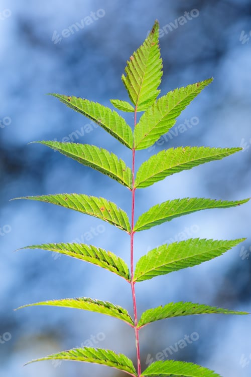 Preview: Young Plant Isolated On Blurry Background