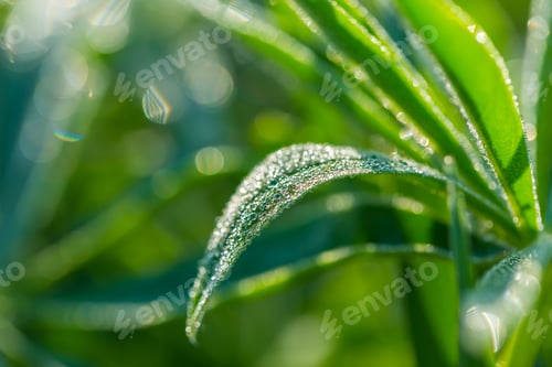 Preview: Summer Wet Morning Grass With Defocused Background And Bokeh Effect.