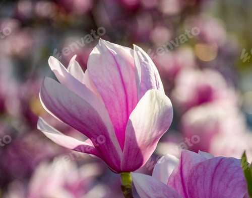 Preview: Blossom Of Magnolia Tree In Springtime. Beautiful Nature Background With Purple Flowers On The