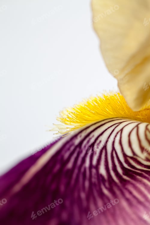 Preview: Beautiful Iris Flower With Details