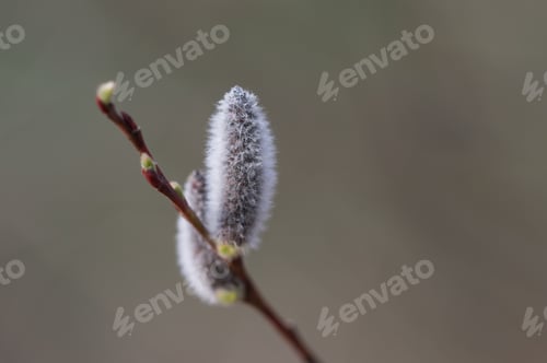 Preview: Catkin In The Spring