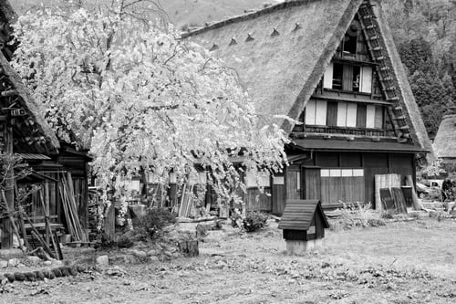 Preview: Japan - House With Thatched Roof And Cherry Blossom (Sakura) In Shirakawa-Go, Famous Village Listed