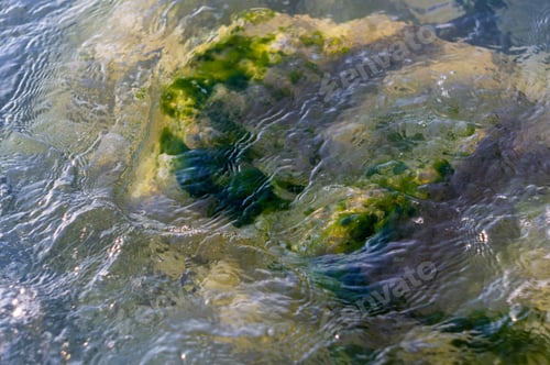 Preview: Stones With Green Algae In Clear Sea Water, Warm Summer Day