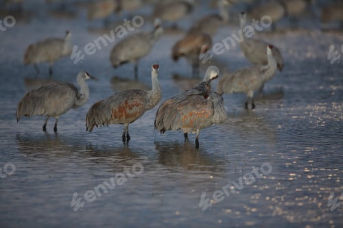Preview: Sandhill Crane Bosque Del Apache Wildlife Reserve New Mexico Usa