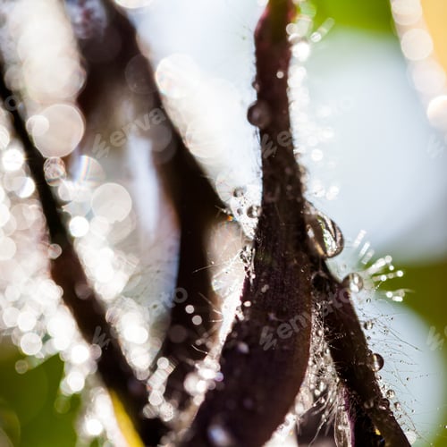 Preview: Abstract, Macro Composition With Leaves And Water Drops