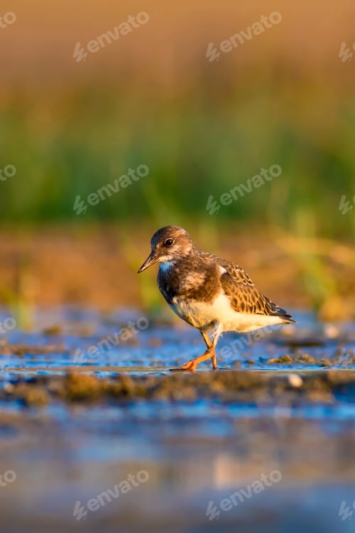Preview: Water Bird Turnstone. Nature Background. Bird: Ruddy Turnstone. Arenaria Interpres
