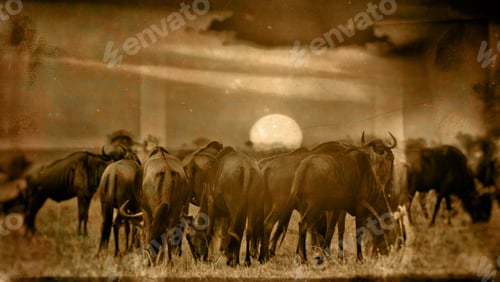 Preview: Vintage Style Image Of An African Sunset With Blue Wildebeests - Maasai Mara National Park In