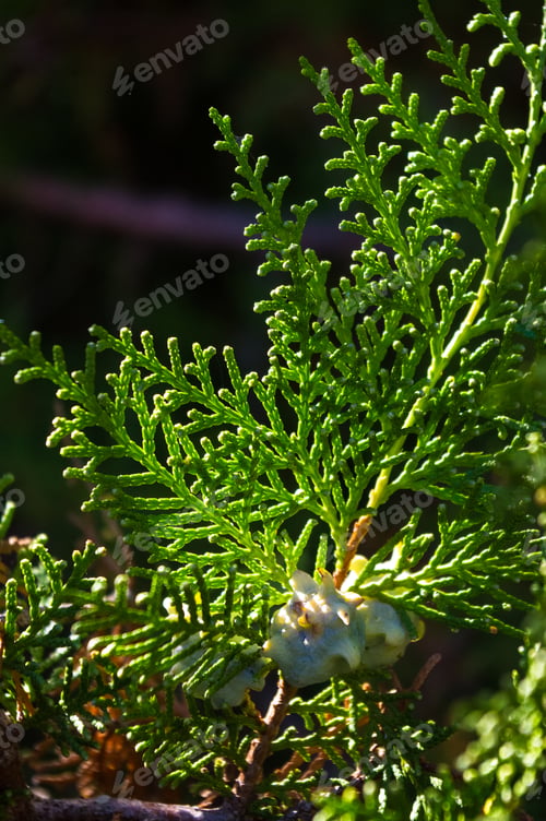 Preview: Incense Cedar Tree Calocedrus Decurrens Branch Close Up.