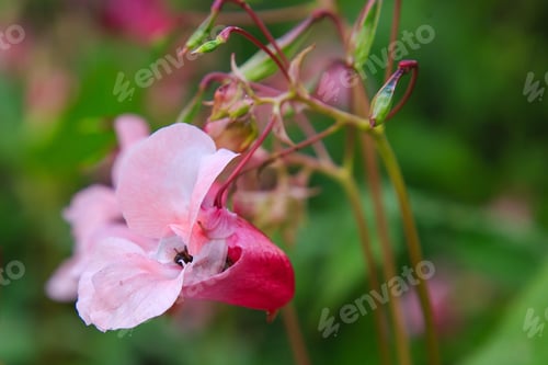Preview: Bee Collects Nectar In Flowers Of Impatiens Glandulifera. Pink Blossom Of Impatiens Glandulifera