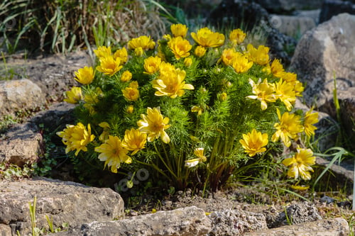 Preview: Adonis Vernalis Is A Perennial Flowering Plant In Sping Garden. Adonis Vernalis Is A Medicinal