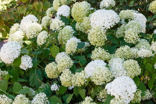 Preview: Hydrangea Tree With White Spherical Inflorescences. Beautiful White Hydrangea Flowers In Summer