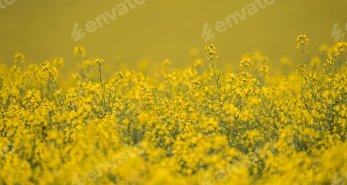 Preview: South Moravia Landscape And Farmland At Sunrise