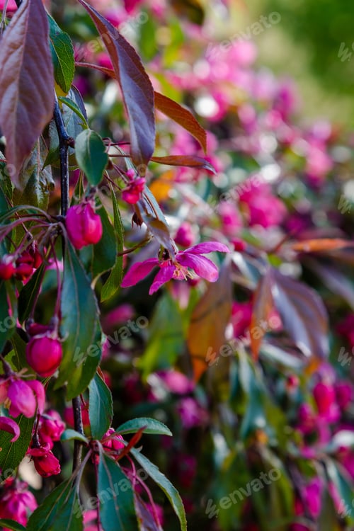 Preview: Malus Pumila In Spring Garden. Flowering Branches Of Malus Pumila With Red Flower