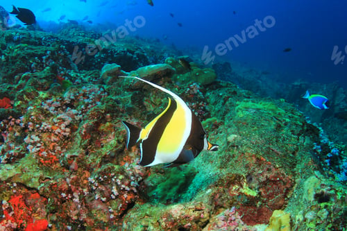 Preview: Tropical Coral Reef With Fish Underwater