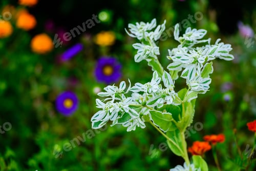 Preview: Flowerbed With Euphorbia Marginata And Asters