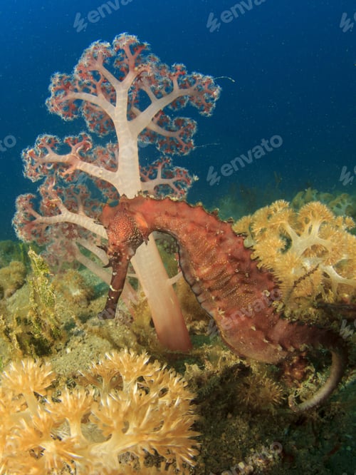Preview: Thorny Seahorse