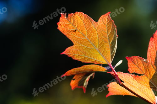 Preview: Viburnum Foliage In Bright Autumn Colors