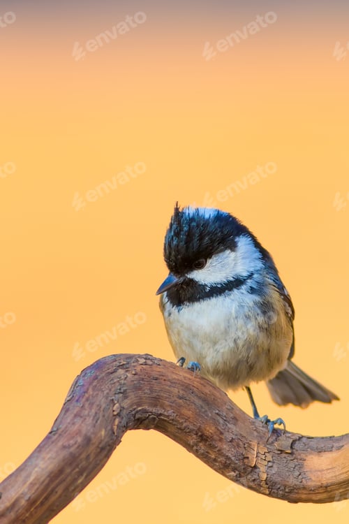 Preview: Bird On Dry Branch. Orange Background.
