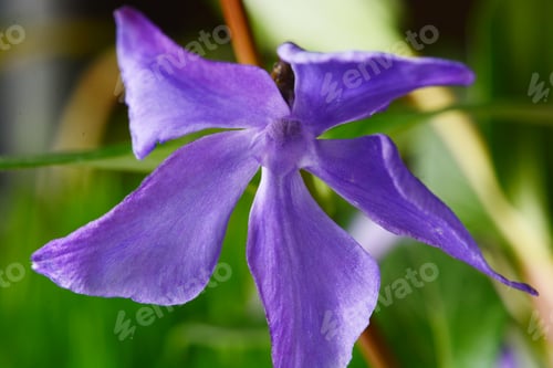 Preview: Vinca Major (Greater Periwinkle)