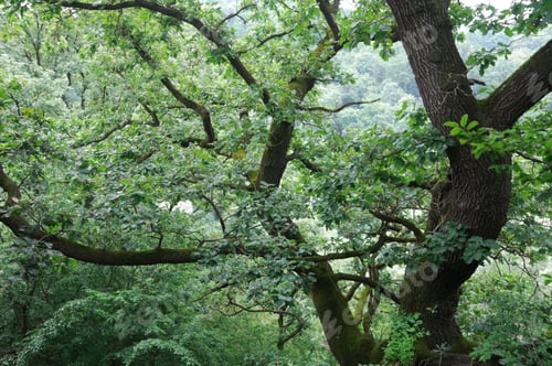 Preview: Oak Branches Completely Filling The Frame