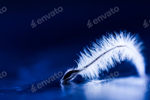 Preview: Abstract Composition With Dried Clematis Seeds And Light