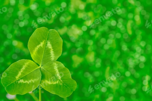 Preview: Green Clover Leaves On A Background Summer Landscape. St.Patrick 'S Day.