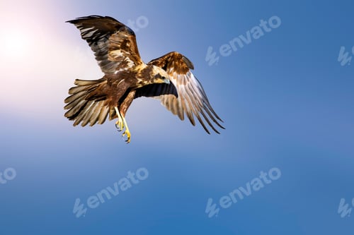 Preview: Flying Bird. Bird Of Prey. Blue Sky Background. Isolated Bird.