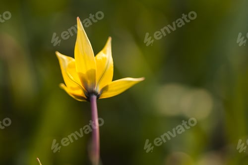 Preview: Yellow Wild Tulip (Bieberstein Tulip) In Its Natural Habitat