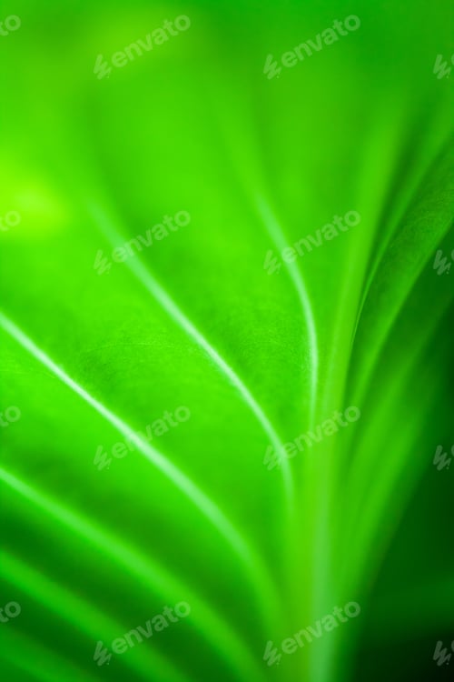 Preview: Green, Abstract Composition With Leaf Texture And Soft Focus