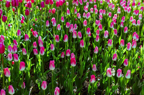 Preview: Beautiful Tulips In The Spring Garden Or The Park. Ornamental Flowering Bulbous. The Concept Of
