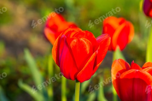 Preview: Colorful Tulips In Early Spring In The Garden